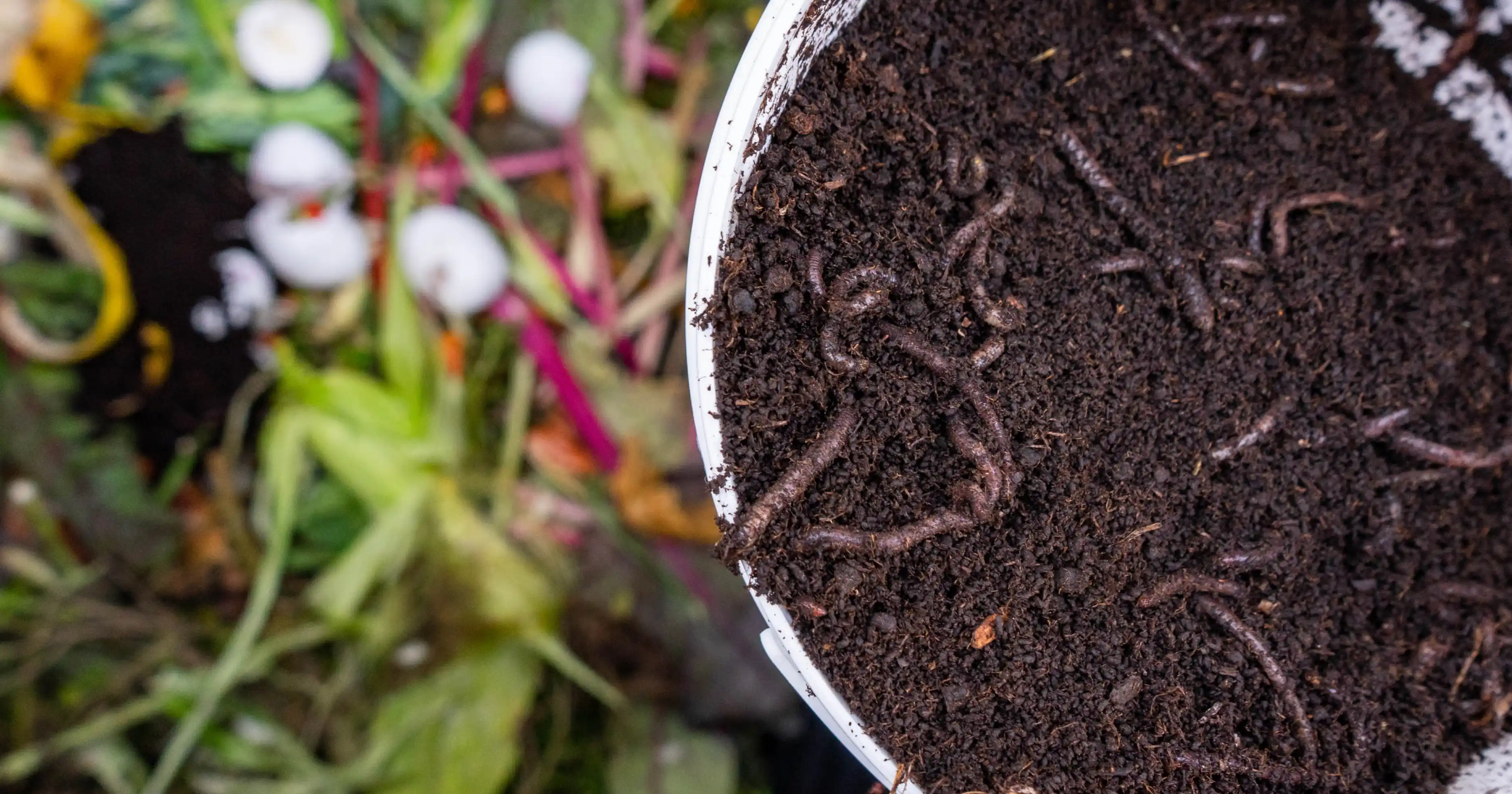 Premium Vermicompost
